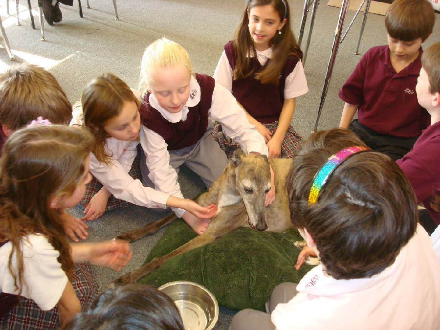 Zoe the greyhound at Sacred Heart Elementary School, NH