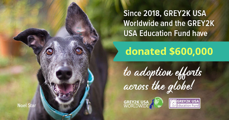 GREY2K supports greyhound adoption