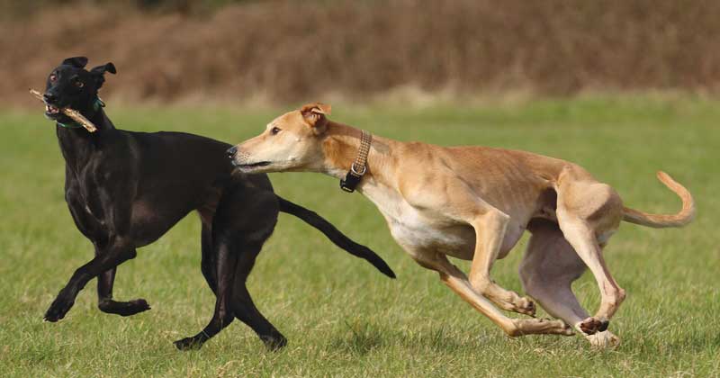 Popper and Hendon of the UK enjoy some time outdoors