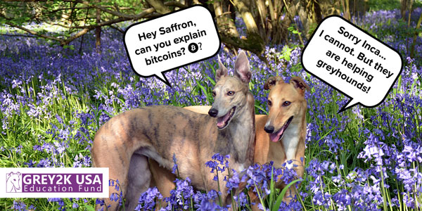 Albi the greyhound