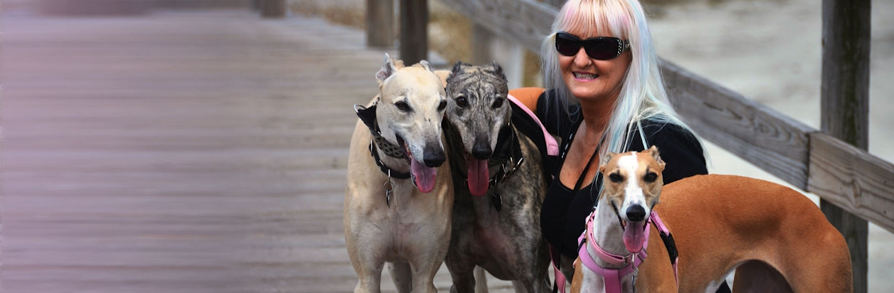 Adopt a greyhound