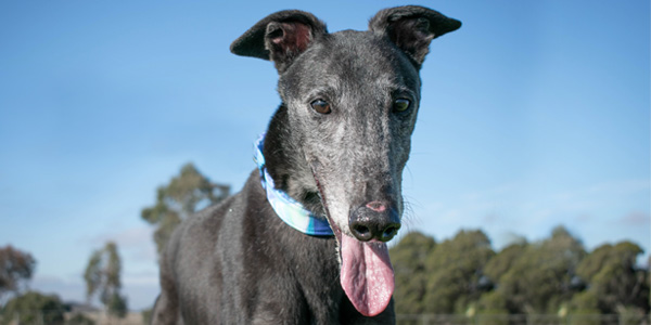 Albi the greyhound