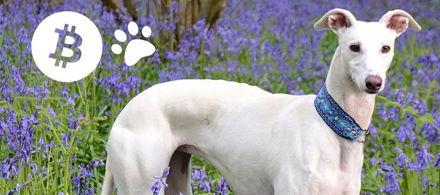 Crypto helping greyhounds