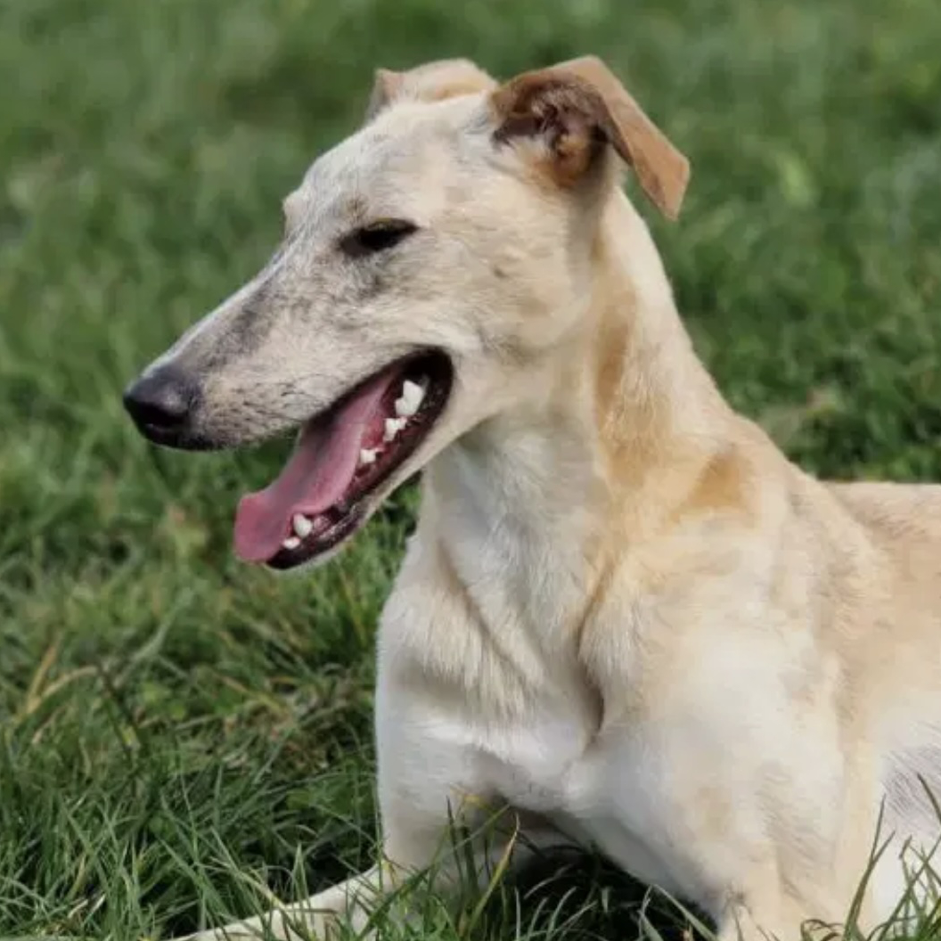 Tia Recue